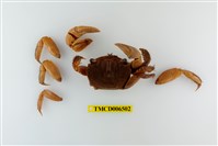 藏品(圓額新脹蟹)的圖片